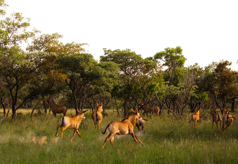 Ant Hill en The Waterberg