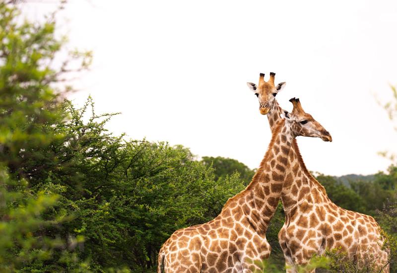 Ant Hill en The Waterberg
