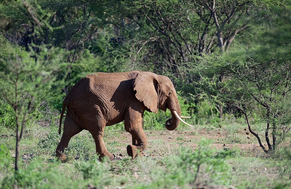 Severin Safari Camp en Tsavo West