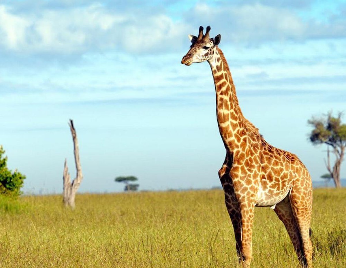 Severin Safari Camp en Tsavo West