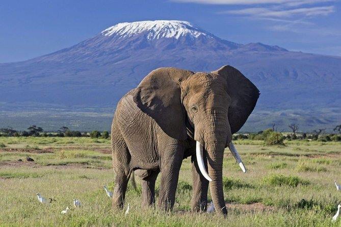 Tsavo West | LAT.40