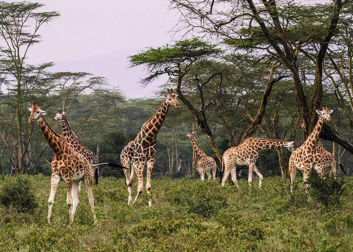 Tsavo West | LAT.40