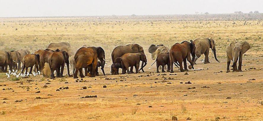 Tsavo West | LAT.40