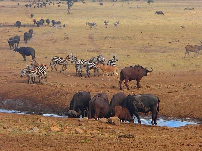 Tsavo West | LAT.40