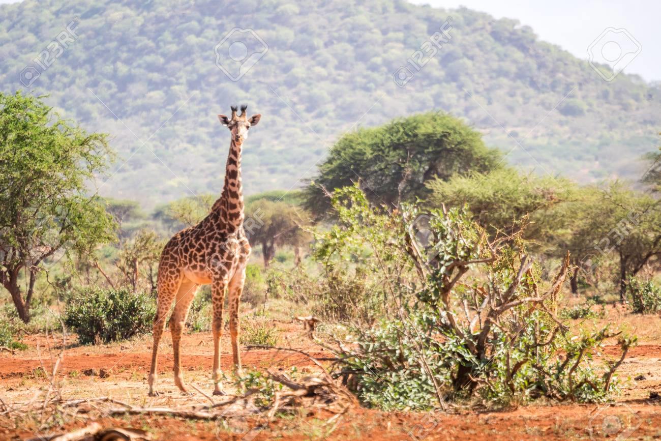 Tsavo West | LAT.40