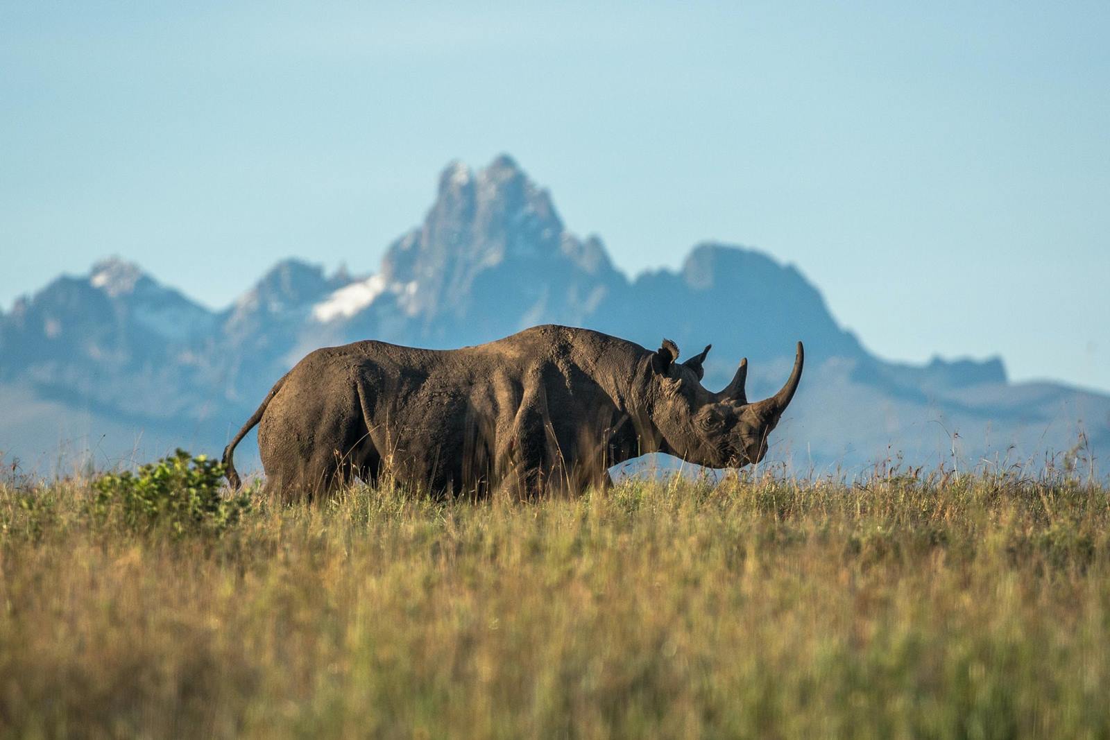 Tsavo West | LAT.40