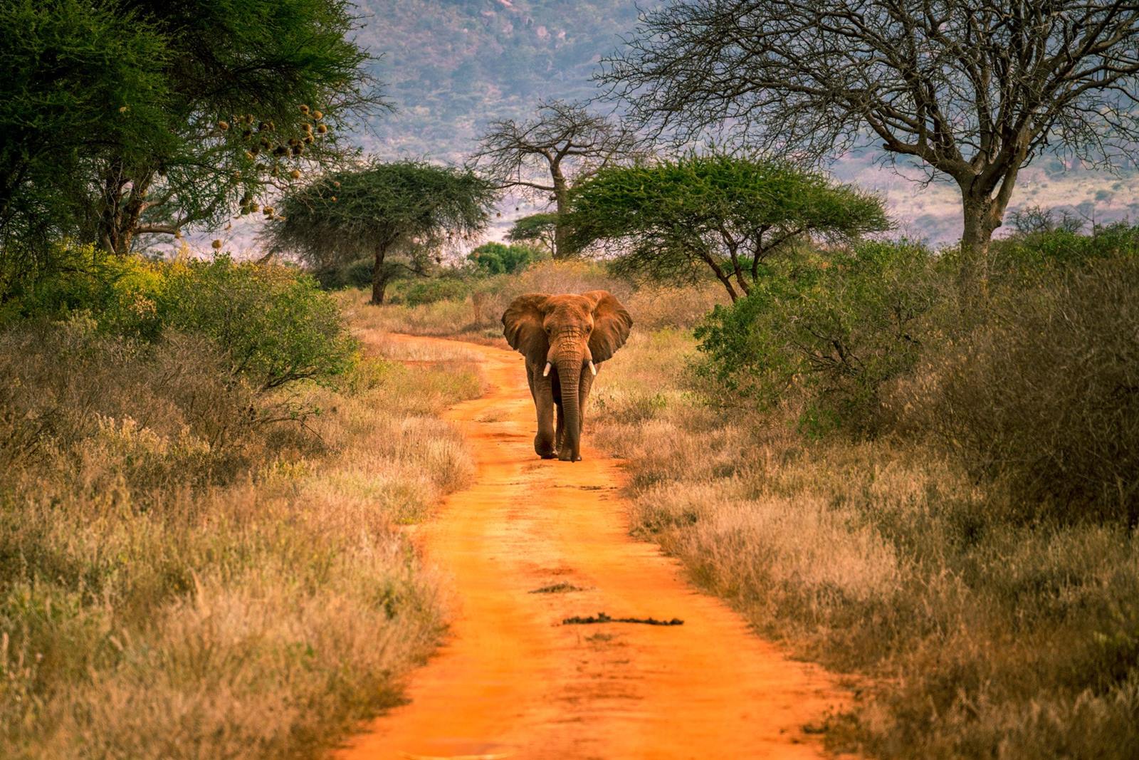 Tsavo West | LAT.40
