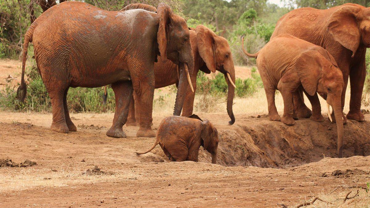 Tsavo West | LAT.40