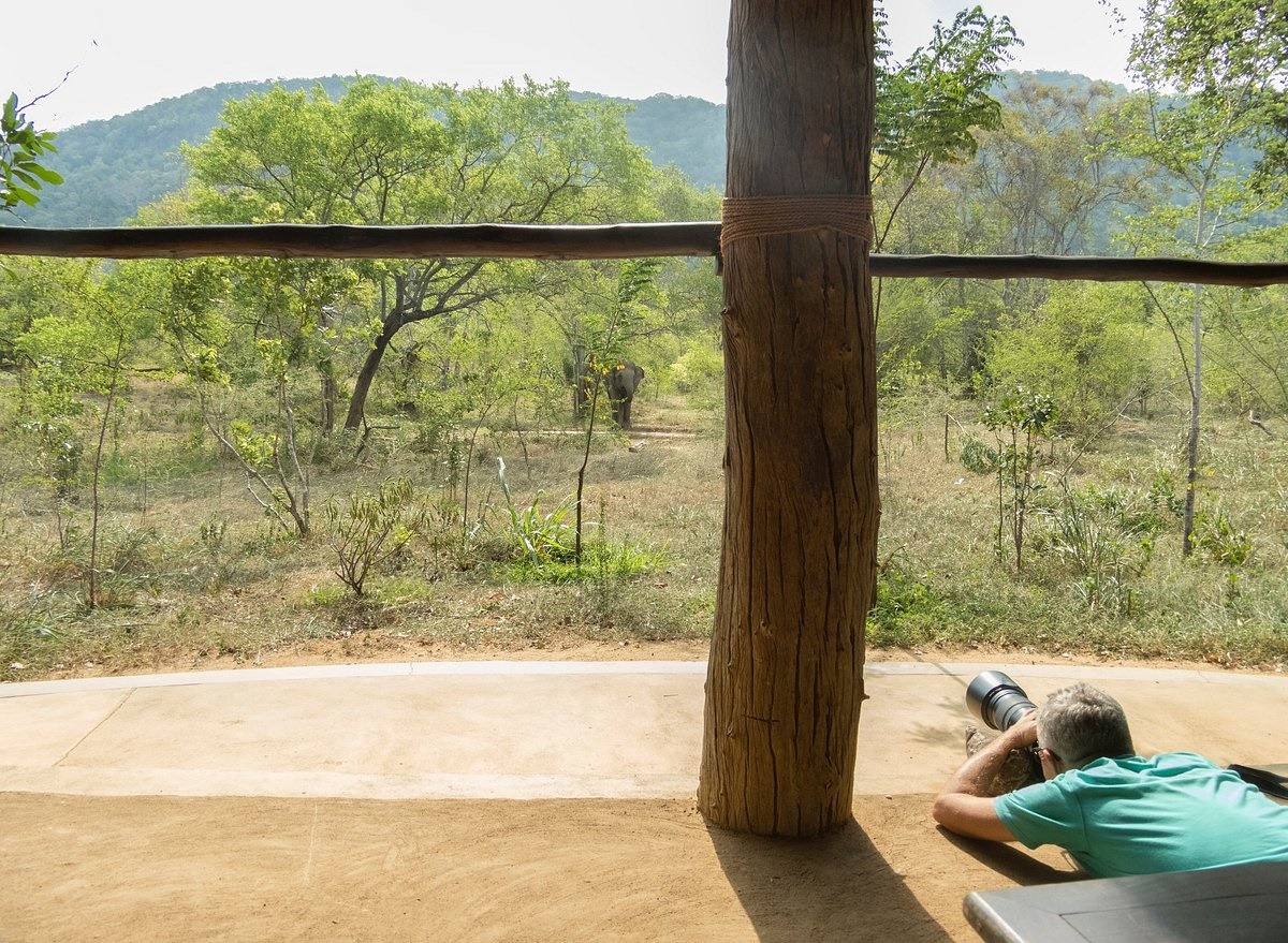 Tree Tops Jungle Lodge en Yala