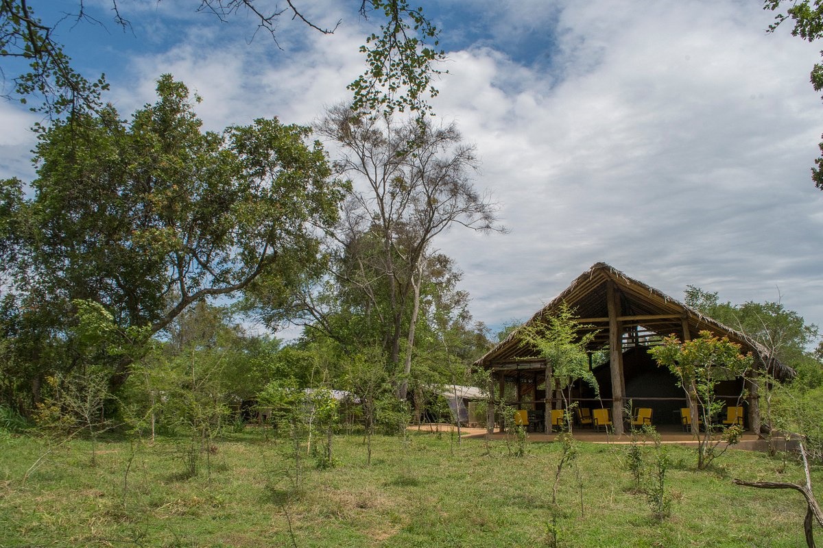 Tree Tops Jungle Lodge en Yala