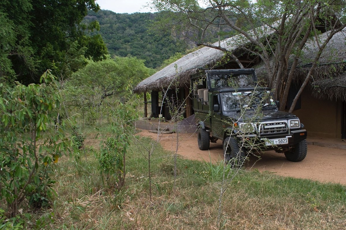 Tree Tops Jungle Lodge en Yala