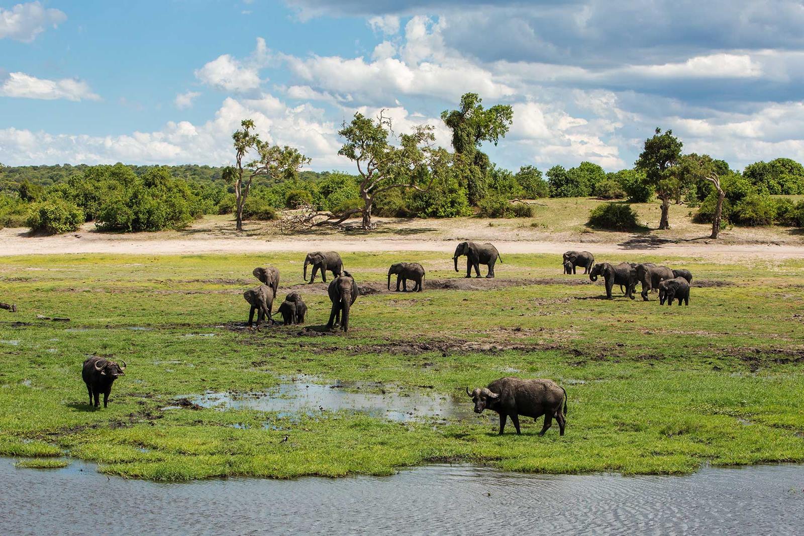 Zambezi National Park | LAT.40