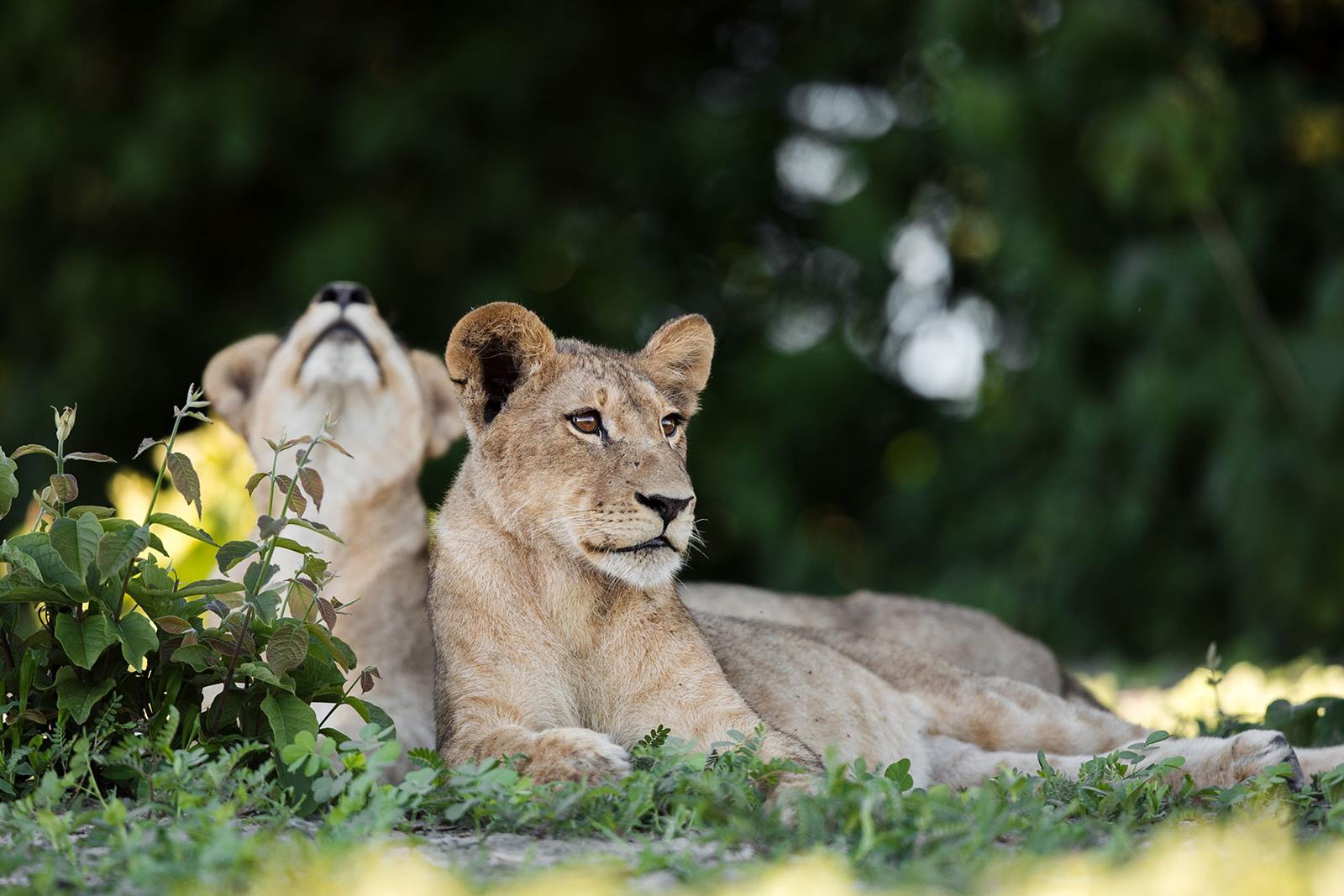 Zambezi National Park | LAT.40