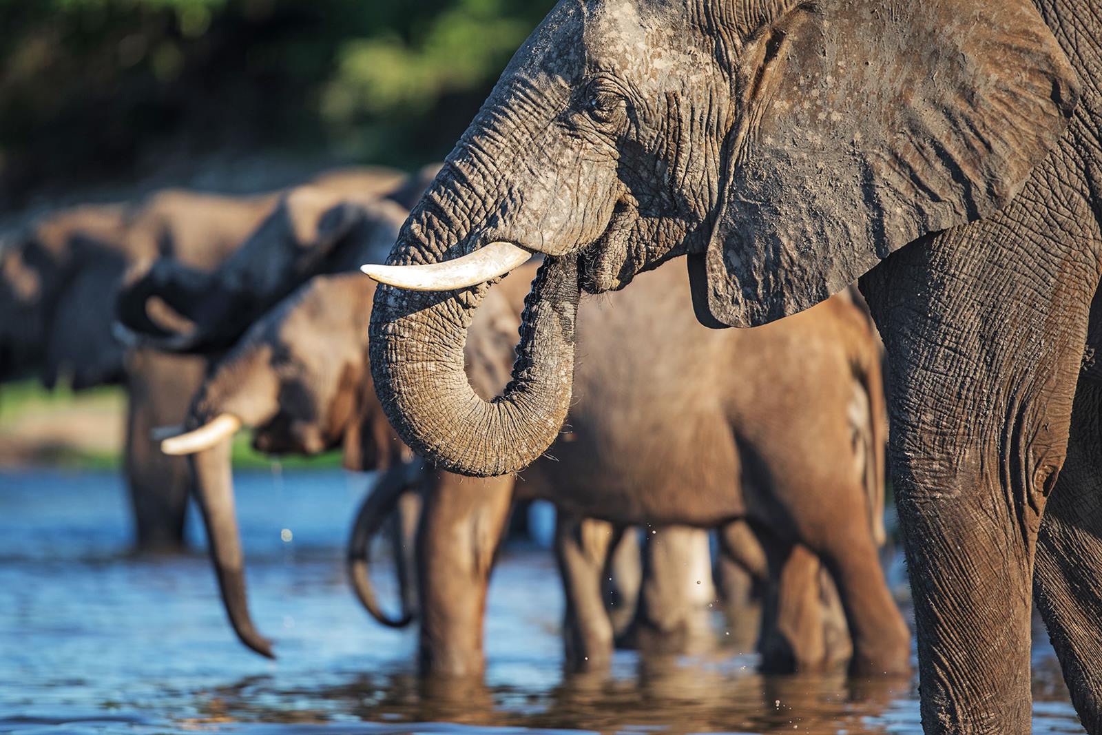 Zambezi National Park | LAT.40
