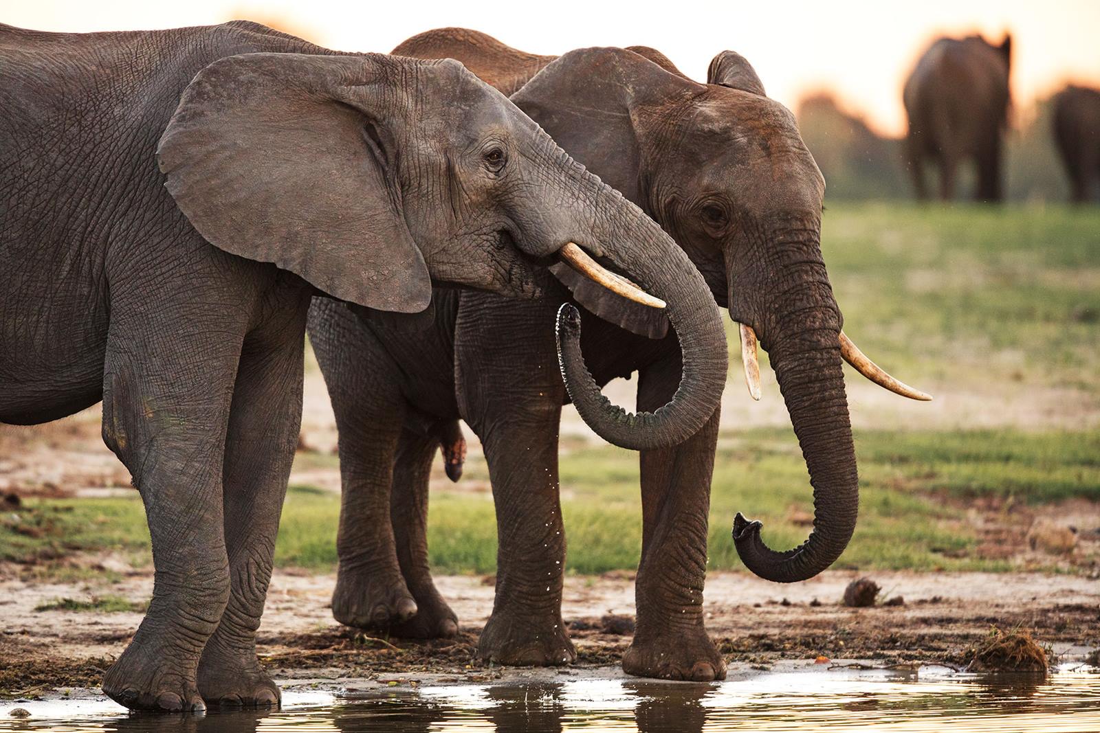 Zambezi National Park | LAT.40