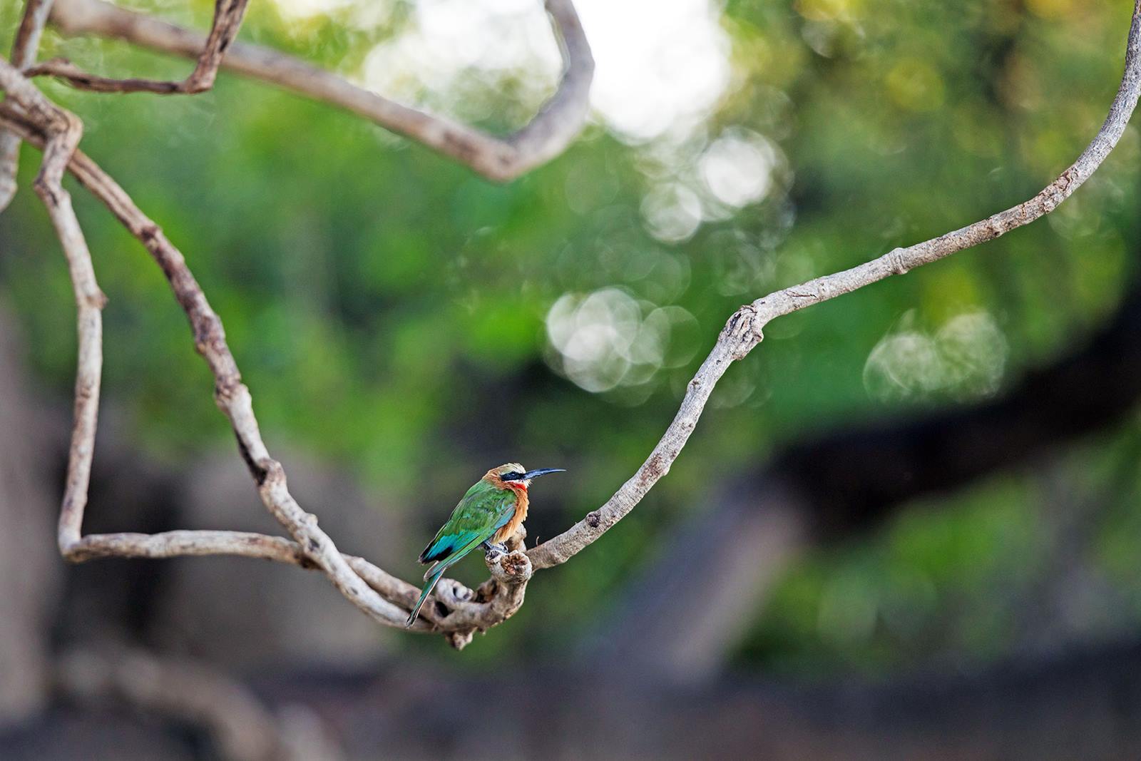 Zambezi National Park | LAT.40