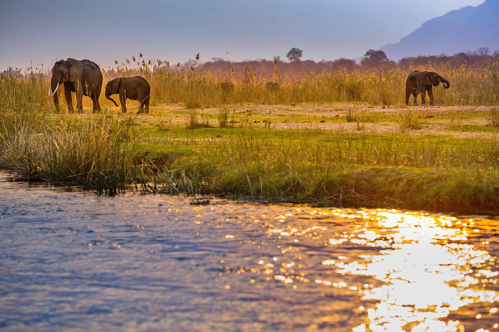 Tsowa Safari Island en Zambezi National Park