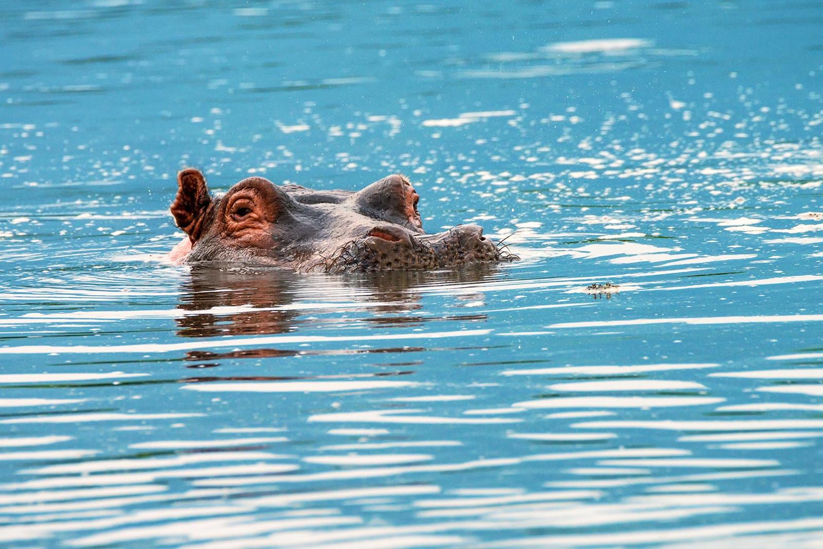 Tsowa Safari Island en Zambezi National Park