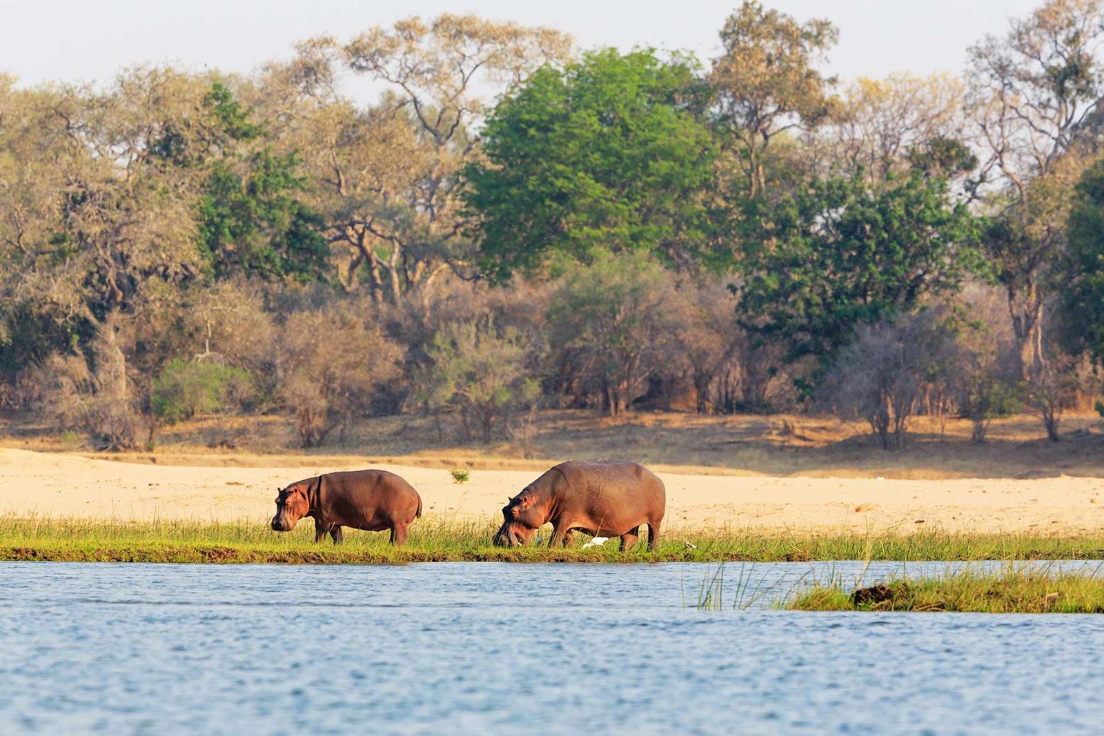 Tsowa Safari Island en Zambezi National Park