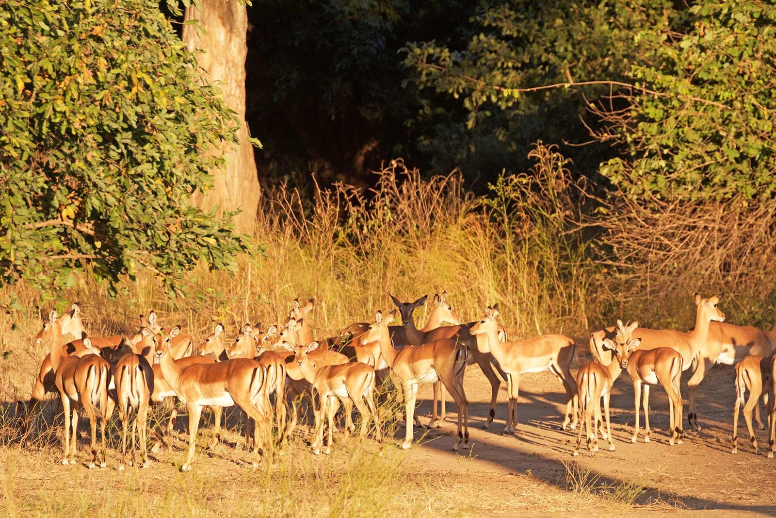 Tsowa Safari Island en Zambezi National Park