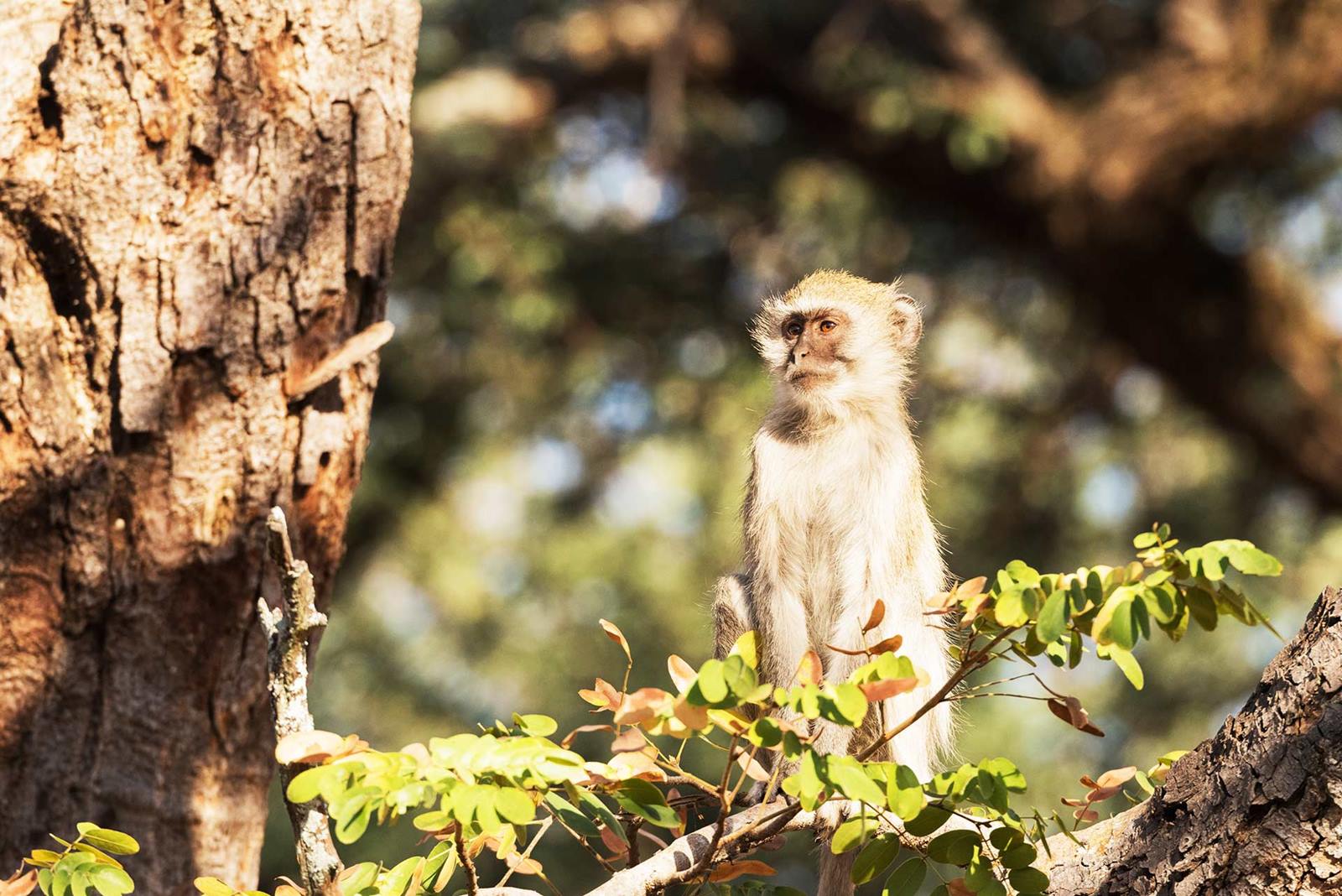 Tsowa Safari Island en Zambezi National Park