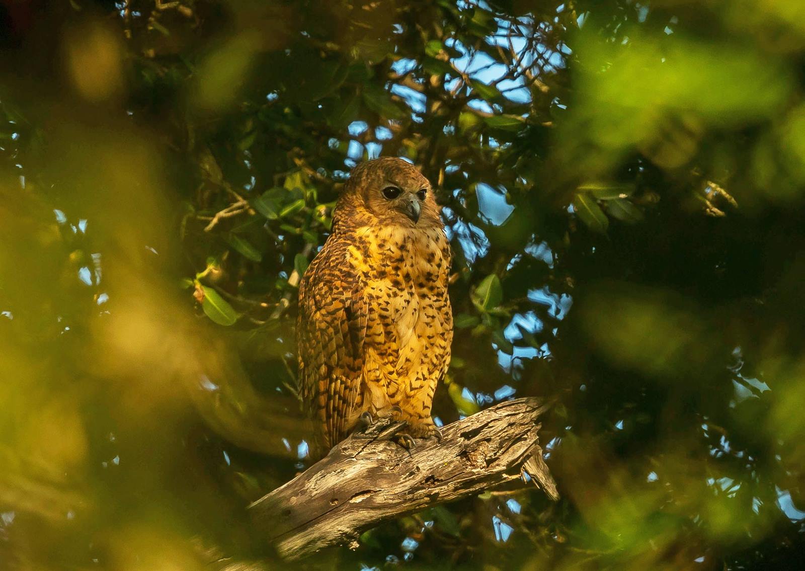 Tsowa Safari Island en Zambezi National Park