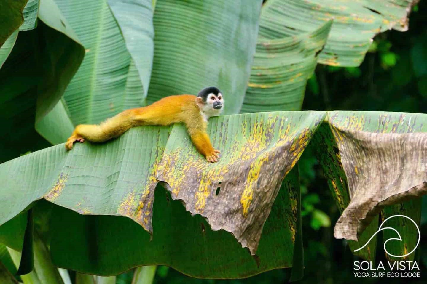 Sola Vista Eco Lodge - Casa Sol en Costa Rica