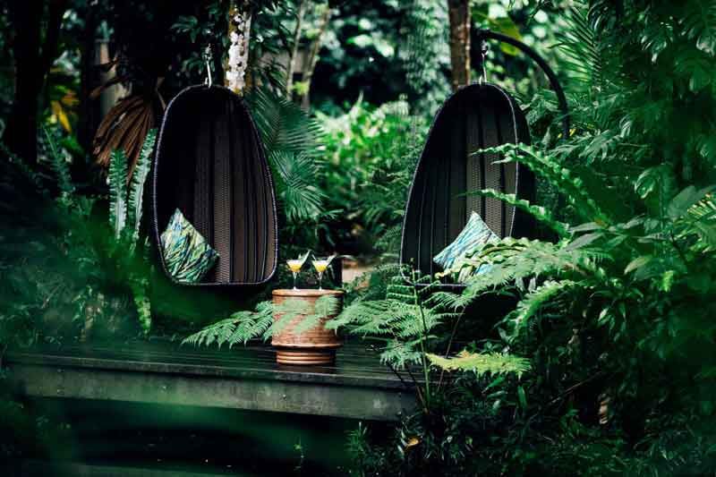 Daintree Forest