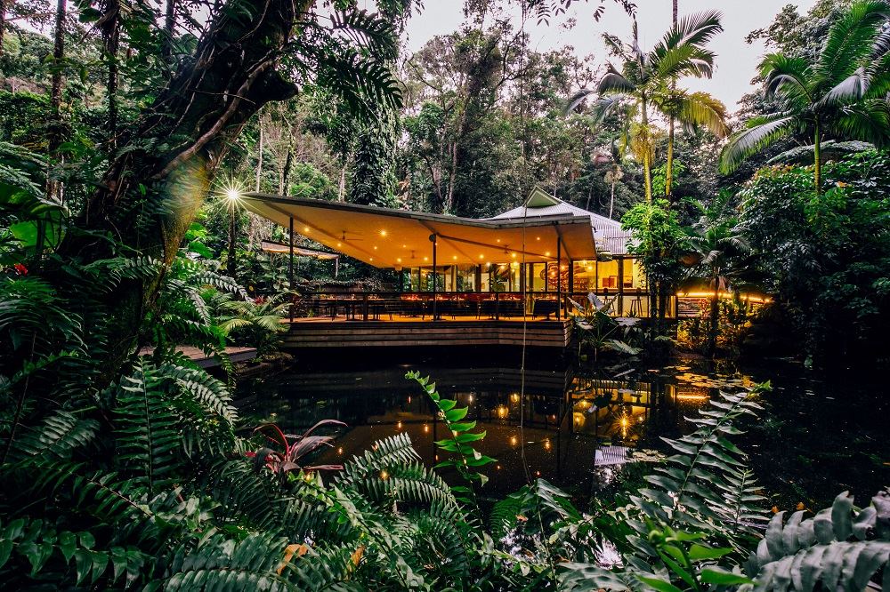 Daintree Forest