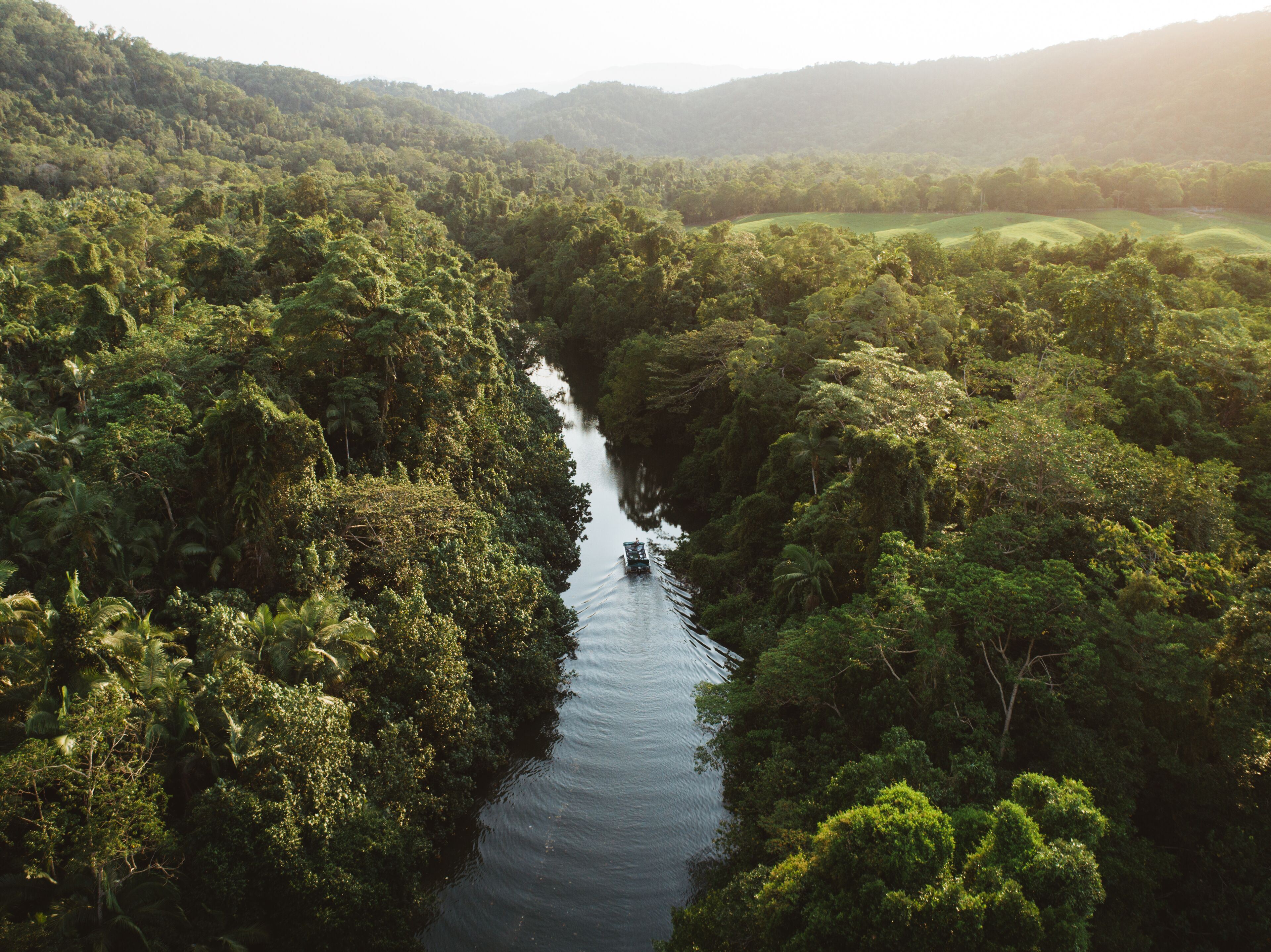 Daintree Forest