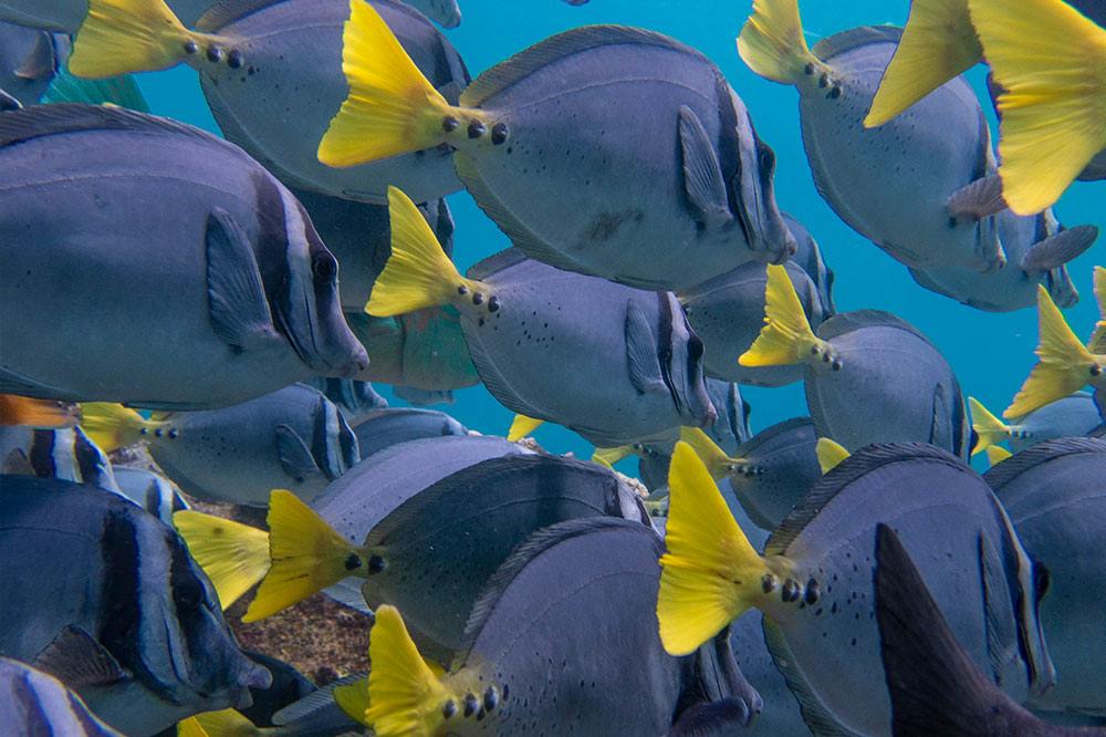 Pikaia Lodge en Islas Galapagos