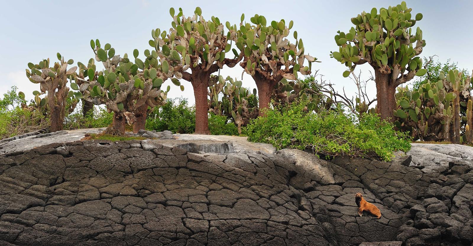 Pikaia Lodge en Islas Galapagos