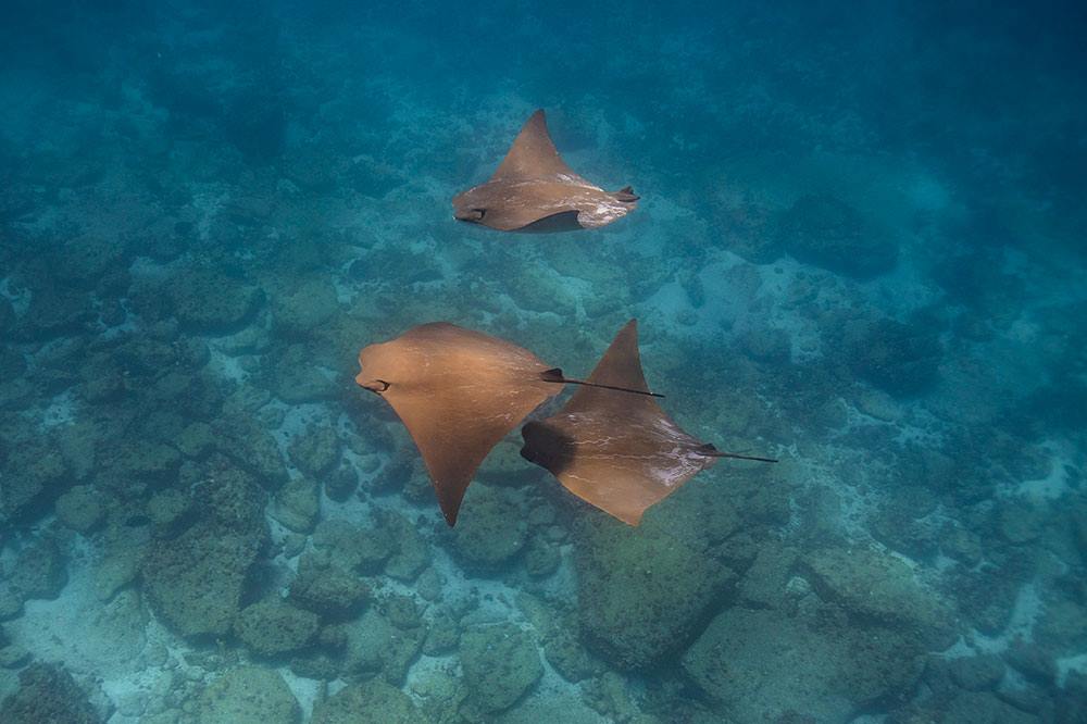 Pikaia Lodge en Islas Galapagos