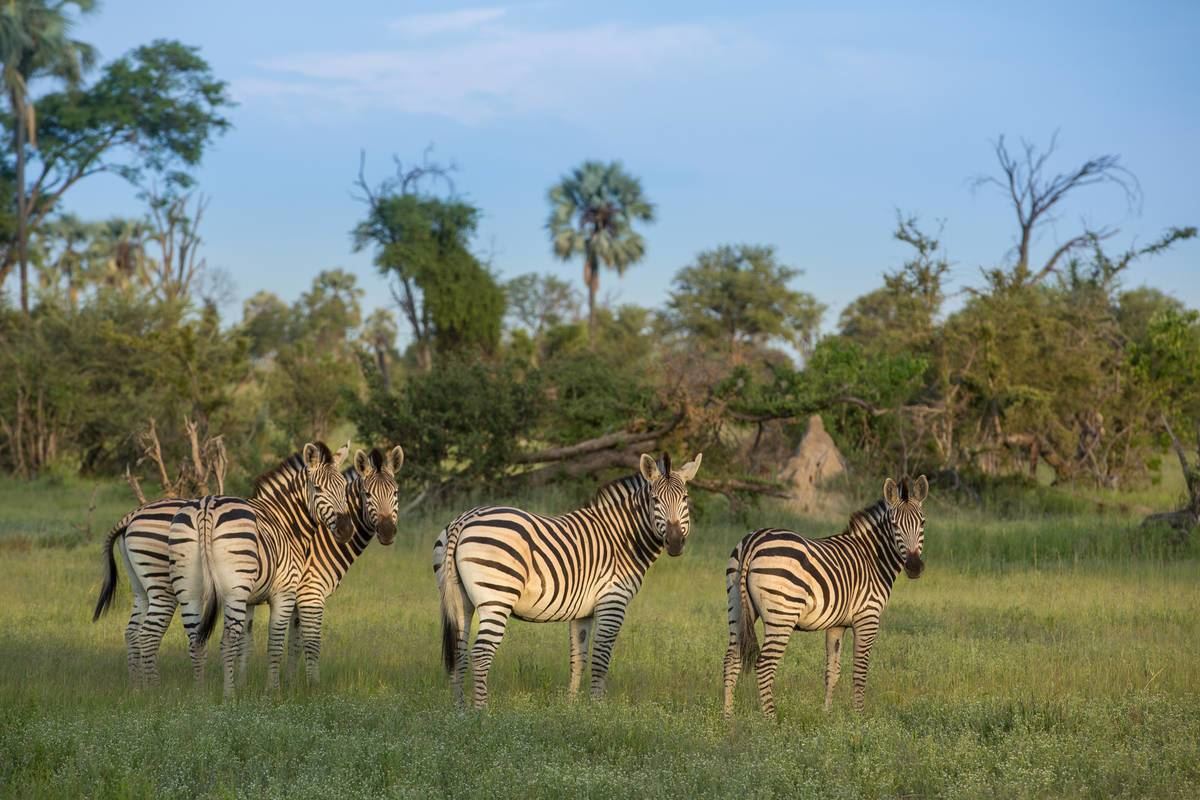 Deteema Springs en Hwange