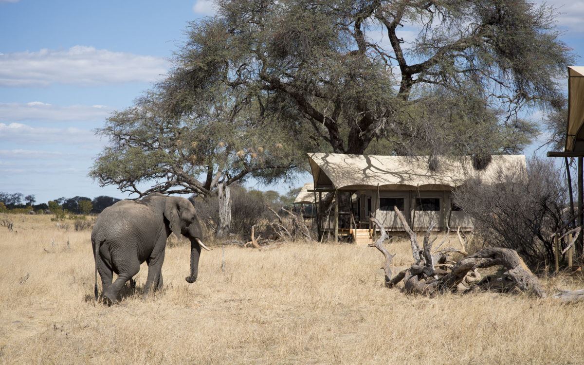 Somalisa Expeditions en Hwange