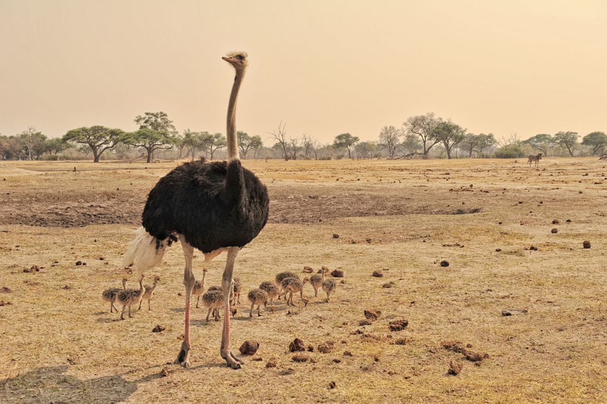 Somalisa Expeditions en Hwange