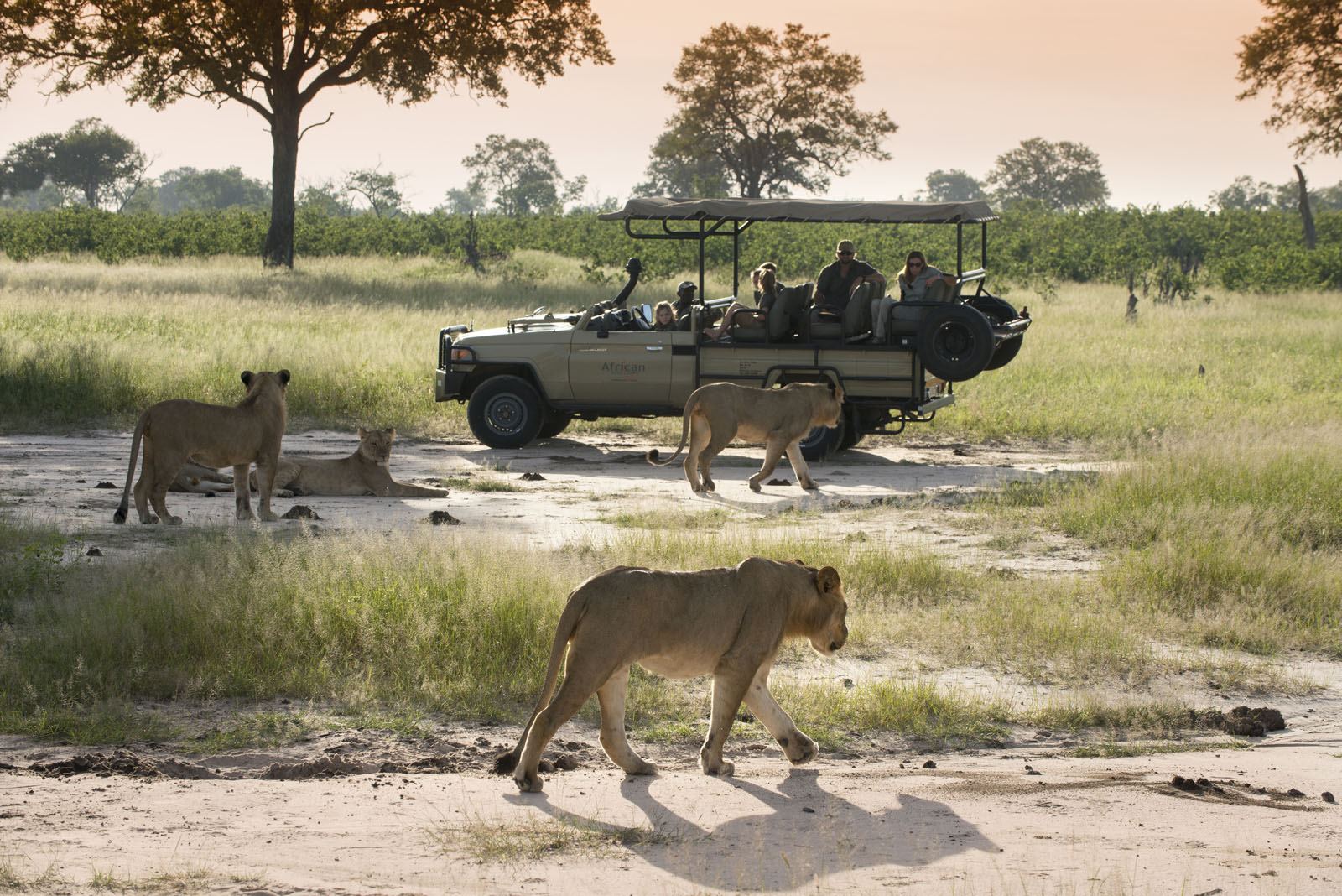 Somalisa Expeditions en Hwange