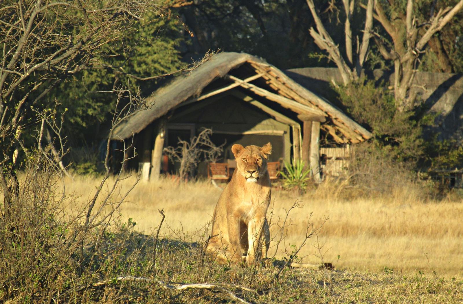 The Hide en Hwange
