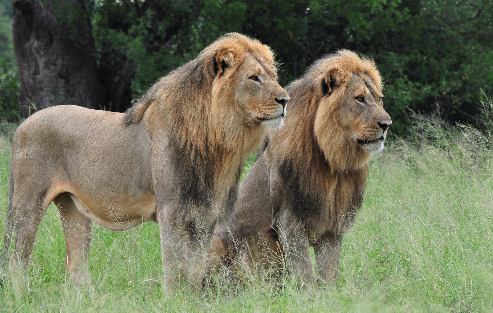 The Hide en Hwange