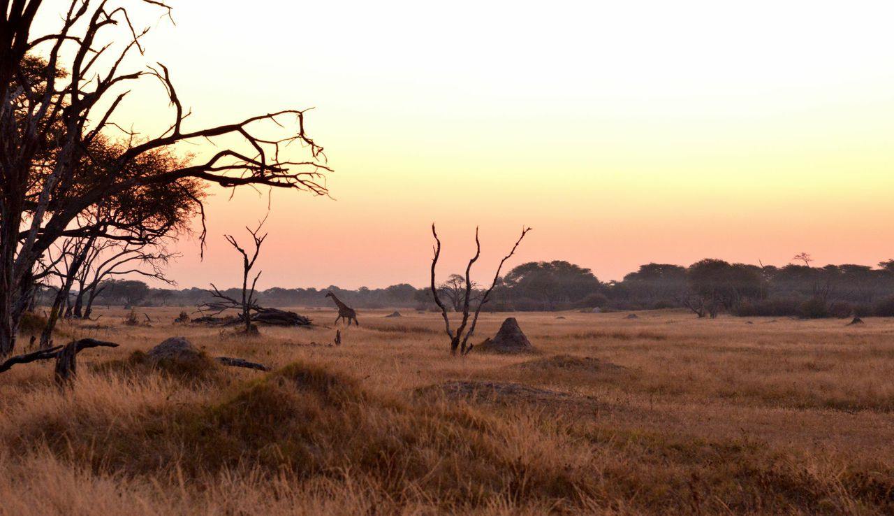The Hide en Hwange