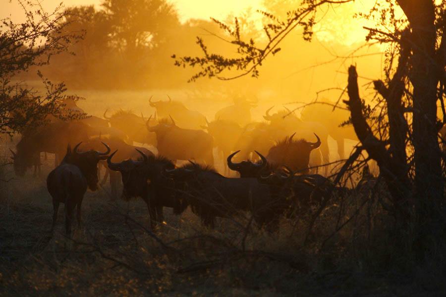 The Hide en Hwange