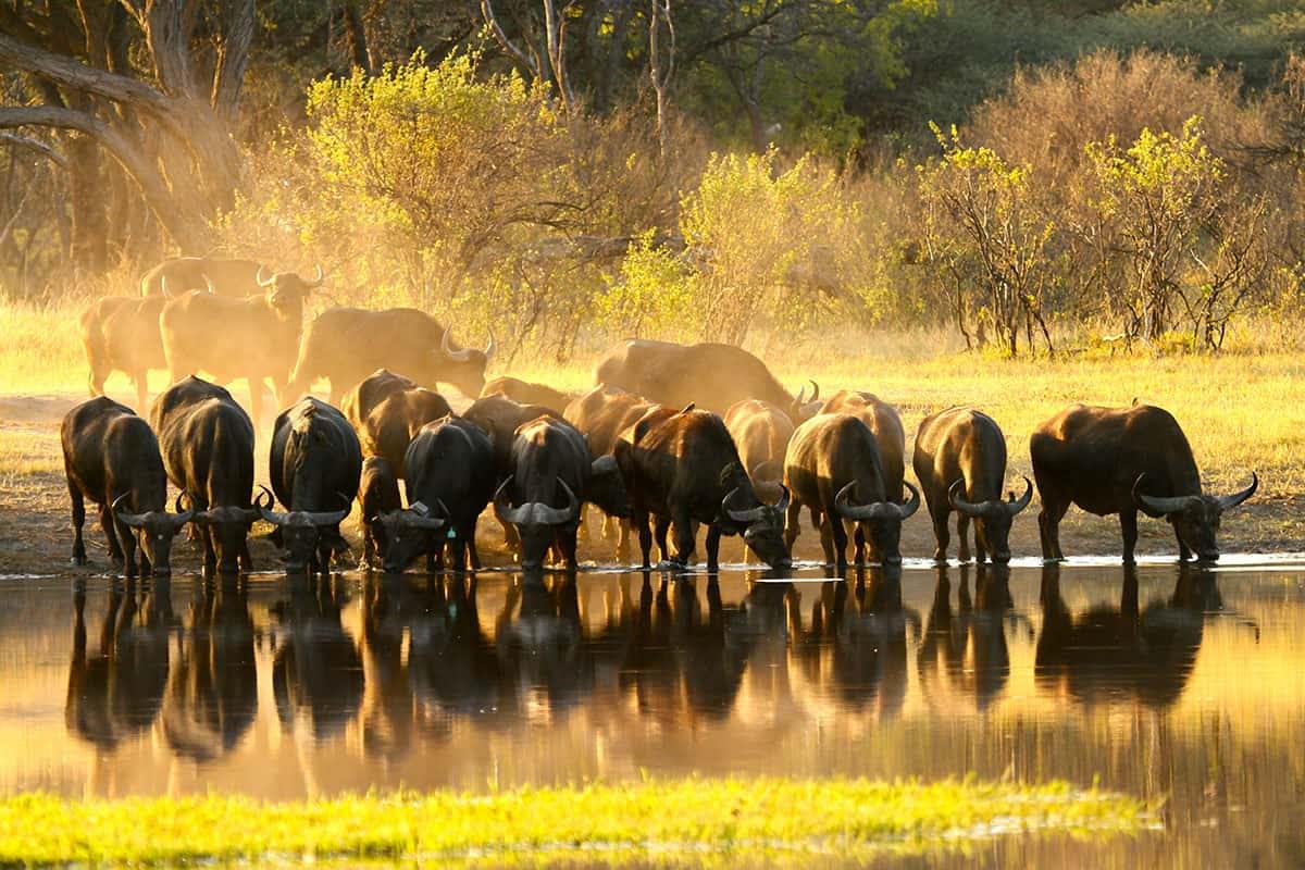 The Hide en Hwange