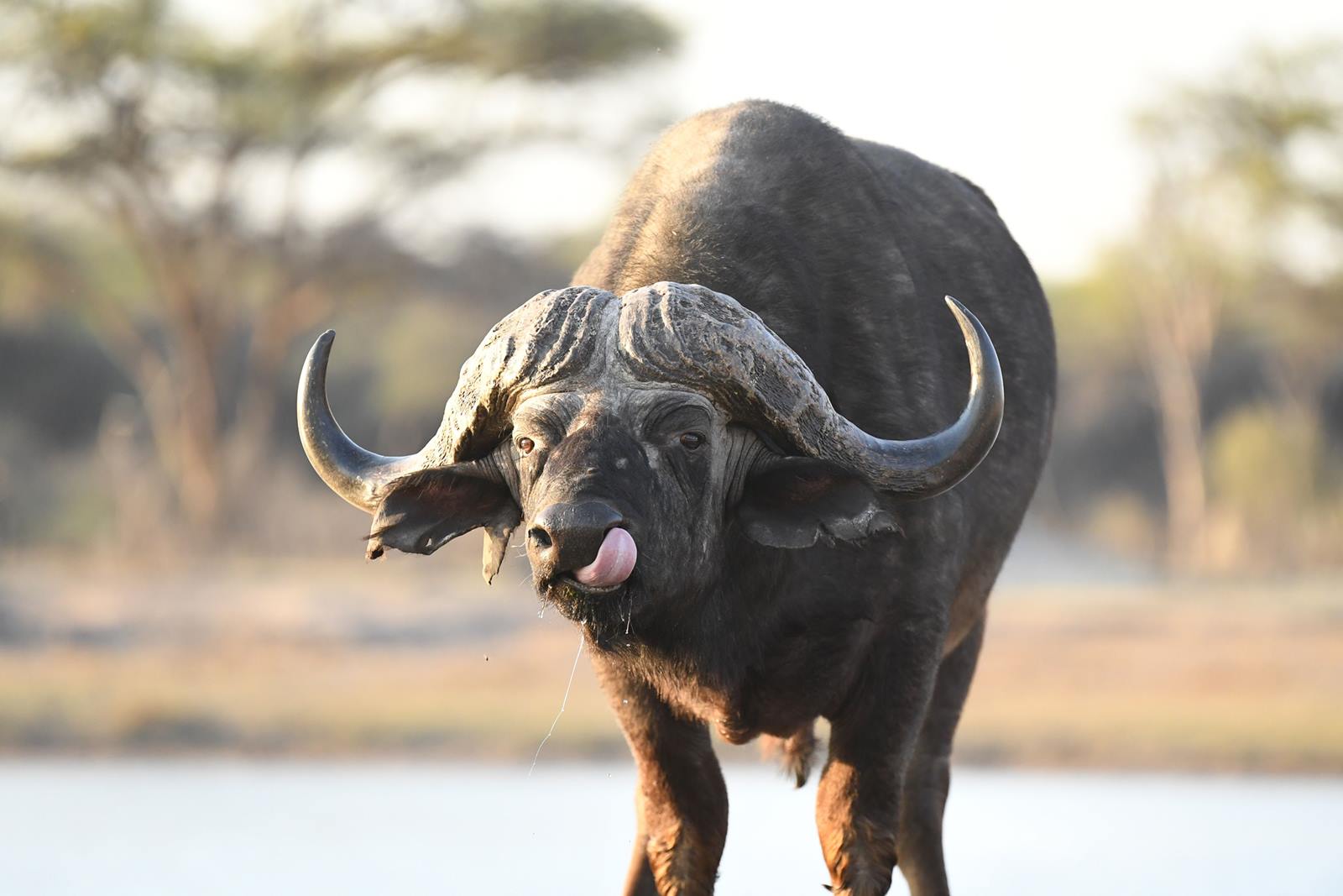 The Hide en Hwange