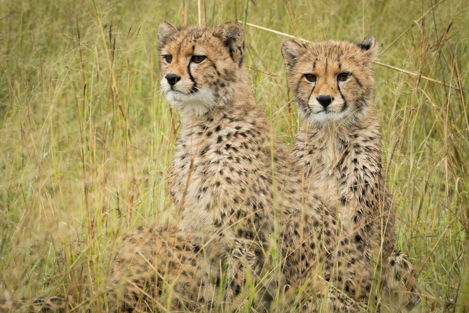 The Hide en Hwange
