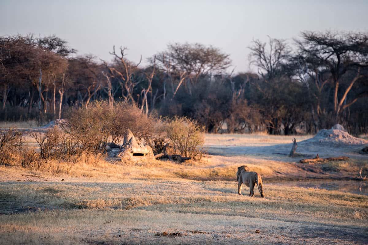 The Hide en Hwange