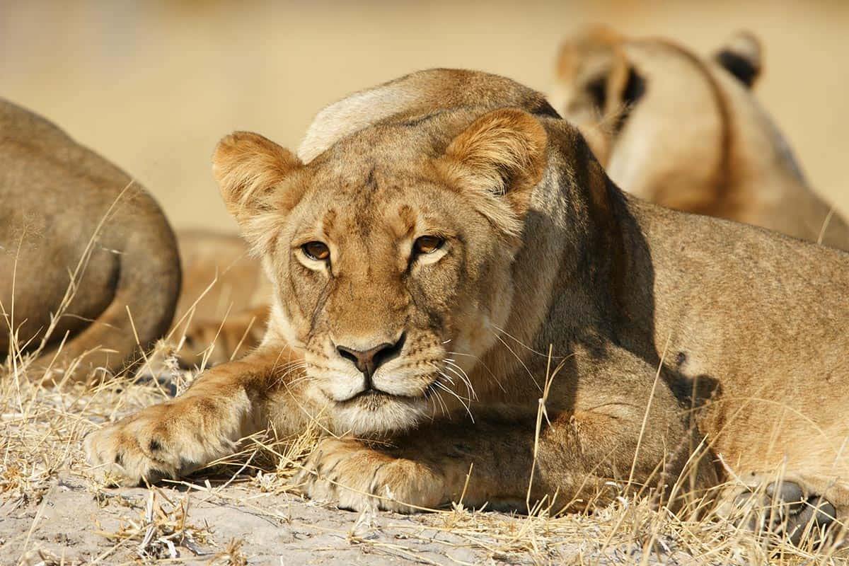 The Hide en Hwange