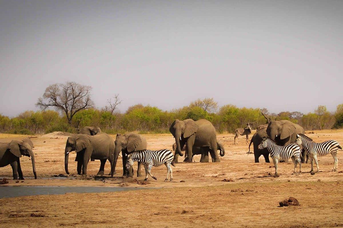 The Hide en Hwange