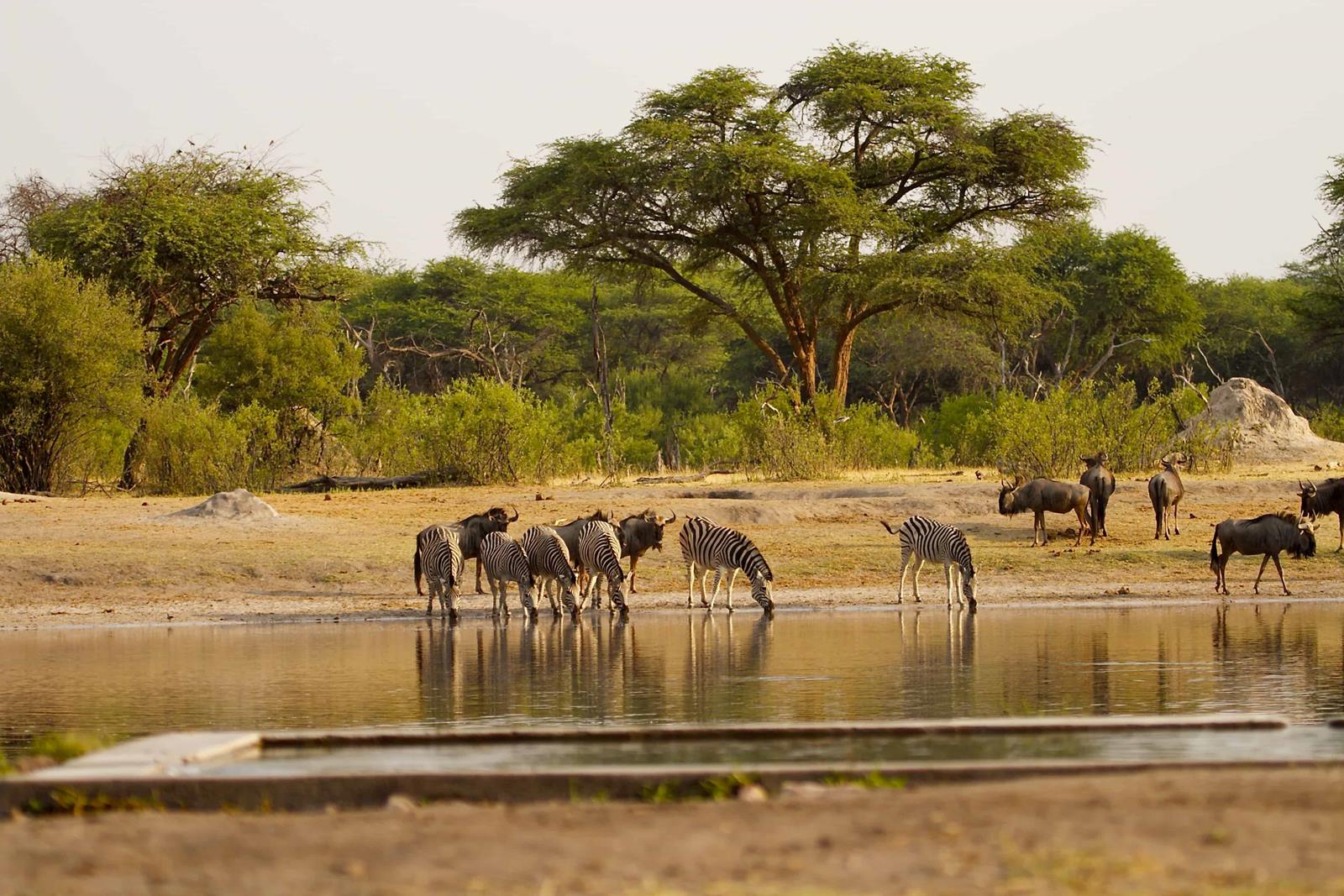 The Hide en Hwange