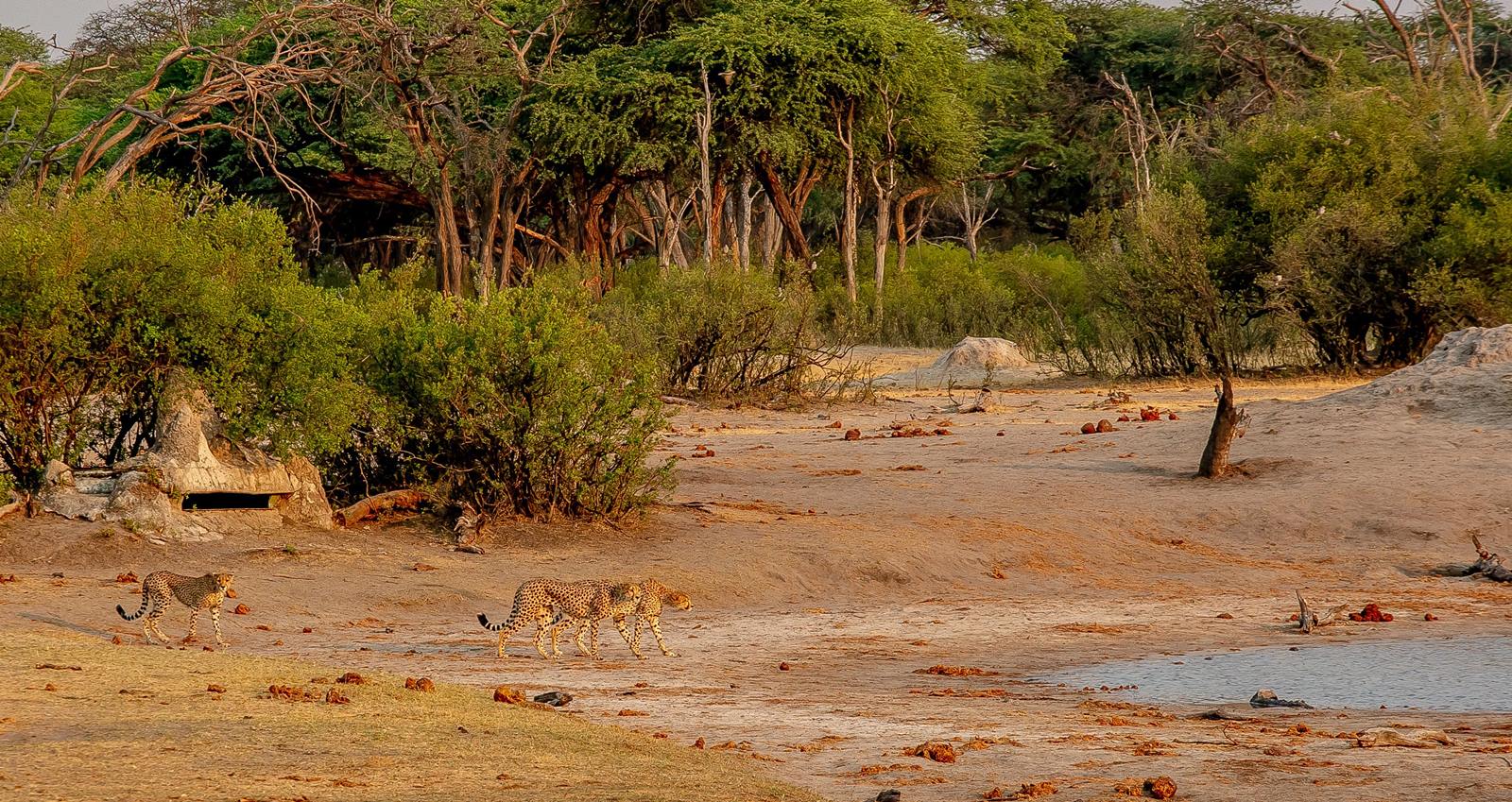 The Hide en Hwange