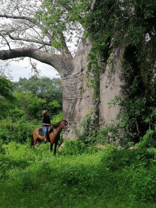 Chundukwa River Lodge en Livingstone